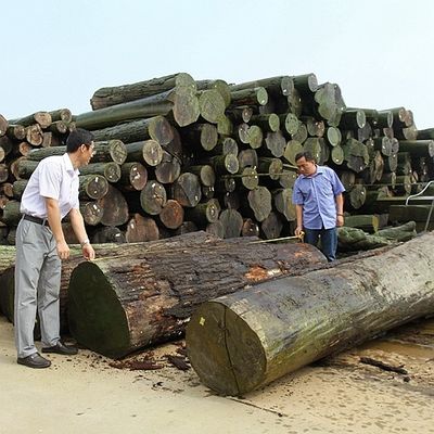 আফ্রিকা প্রাকৃতিক কোটো কাঠের ব্যহ্যাবরণ কোয়ার্টার কাট স্ট্রেইট গ্রেইন ডাইং প্রক্রিয়ার জন্য ভাল মানের কাস্টমাইজ করা যেতে পারে
